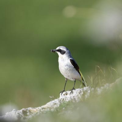 Culbianco - France - Mont Cenis - Oenanthe oenanthe - Rhone-Alps - Wildlife