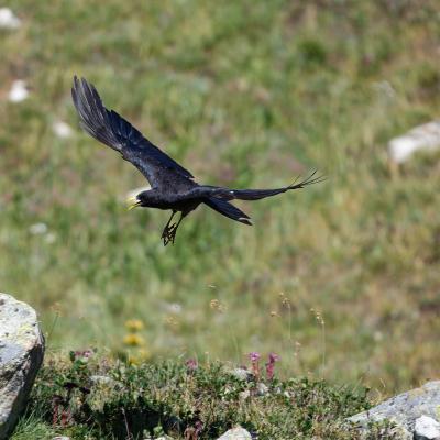 Ceresole Reale - Gracchio Alpino - Italy - Parco Nazionale Gran Paradiso - Piemonte - Wildlife
