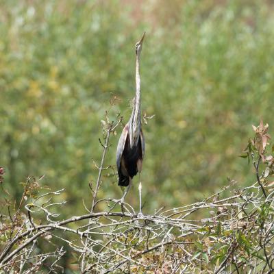 Airone Rosso - Ardea Purpurea - Bulgaria - Veleka - Wildlife