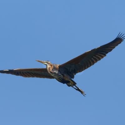 Airone Rosso - Ardea Purpurea - Bulgaria - Veleka - Wildlife