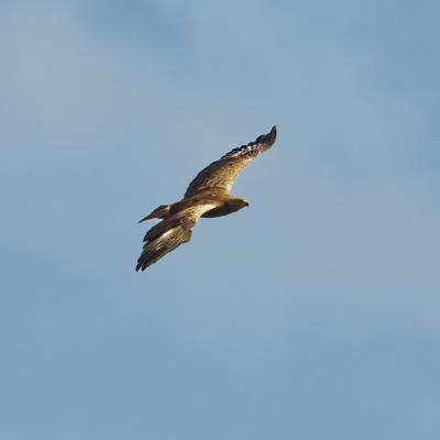 Aquila anatraia minore - Bulgaria - Clanga pomarina - Lesser spotted eagle - Veleka - Wildlife