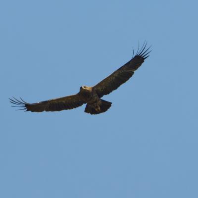 Aquila anatraia minore - Bulgaria - Clanga pomarina - Lesser spotted eagle - Veleka - Wildlife