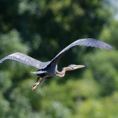 Airone Rosso - Ardea Purpurea - Bulgaria - Veleka - Wildlife