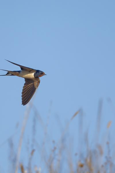 Black Sea - Bulgaria - Rondine - Swallow - Wildlife