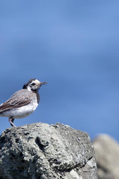 Ballerina Bianca - Black Sea - Bulgaria - Motacilla Alba - Wildlife
