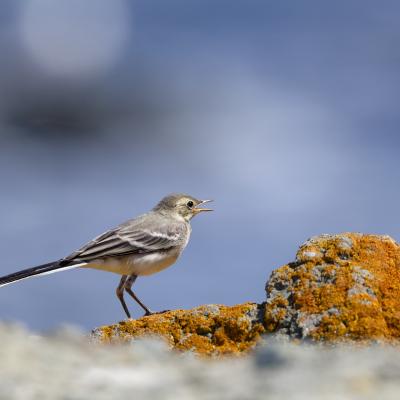 Ballerina Bianca - Black Sea - Bulgaria - Motacilla Alba - Wildlife