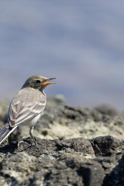 Ballerina Bianca - Black Sea - Bulgaria - Motacilla Alba - Wildlife