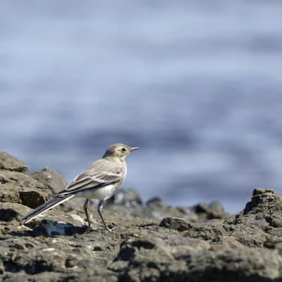 Ballerina Bianca - Black Sea - Bulgaria - Motacilla Alba - Wildlife