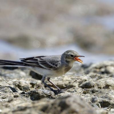 Ballerina Bianca - Black Sea - Bulgaria - Motacilla Alba - Wildlife