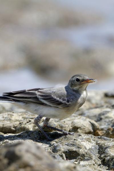 Ballerina Bianca - Black Sea - Bulgaria - Motacilla Alba - Wildlife