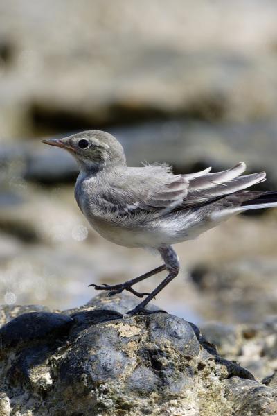 Ballerina Bianca - Black Sea - Bulgaria - Motacilla Alba - Wildlife