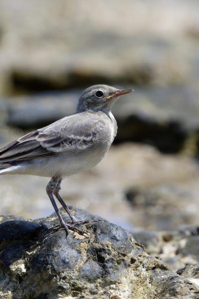 Ballerina Bianca - Black Sea - Bulgaria - Motacilla Alba - Wildlife