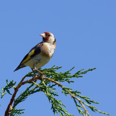 Black Sea - Bulgaria - Cardellino - Carduelis carduelis - Wildlife