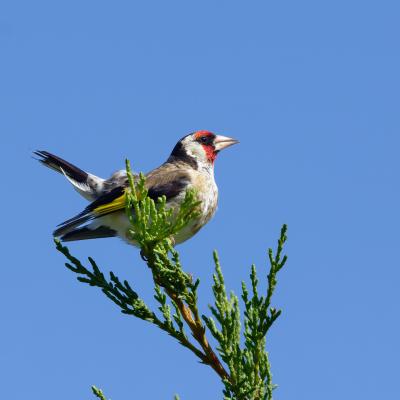 Black Sea - Bulgaria - Cardellino - Carduelis carduelis - Wildlife