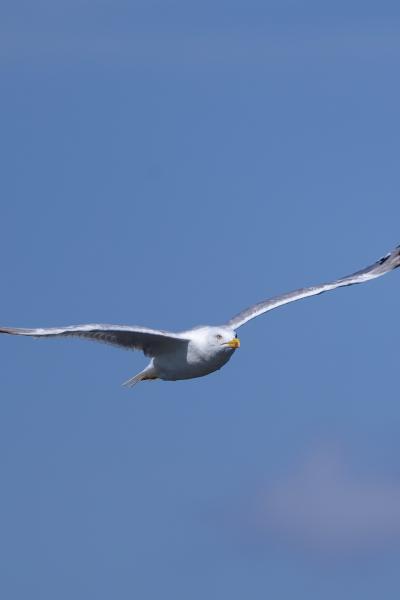 Black Sea - Bulgaria - Gabbiano - Wildlife