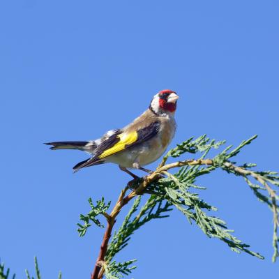 Black Sea - Bulgaria - Cardellino - Carduelis carduelis - Wildlife