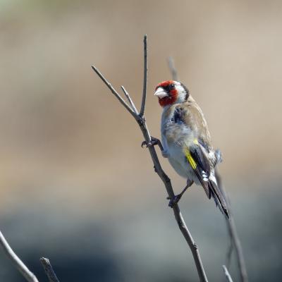 Black Sea - Bulgaria - Cardellino - Carduelis carduelis - Wildlife