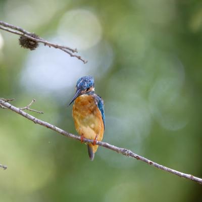 Bulgaria - Kingfisher - Martin Pescatore - Ropotamo - Wildlife