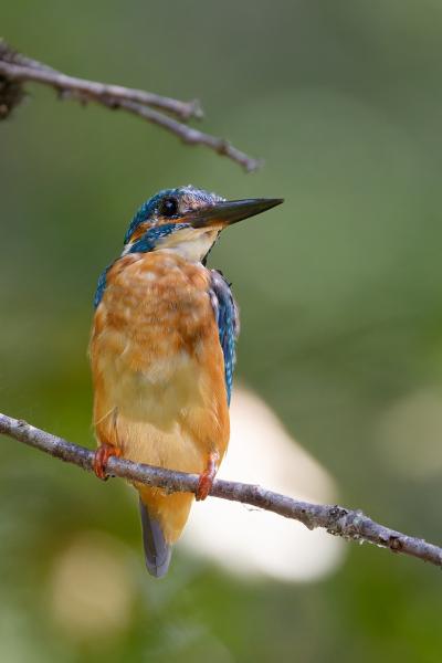 Bulgaria - Kingfisher - Martin Pescatore - Ropotamo - Wildlife