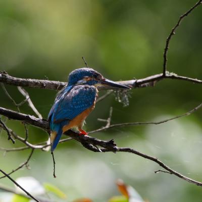 Bulgaria - Kingfisher - Martin Pescatore - Ropotamo - Wildlife