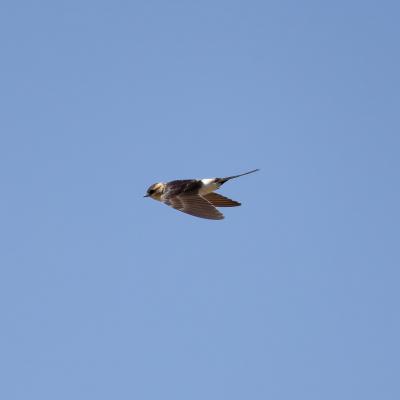 Apus apus - Black Sea - Bulgaria - Rondone - Wildlife
