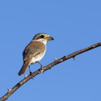 Averla Piccola - Black Sea - Bulgaria - Lanius collurio - Wildlife
