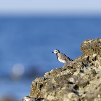 Ballerina Bianca - Black Sea - Bulgaria - Motacilla Alba - Wildlife