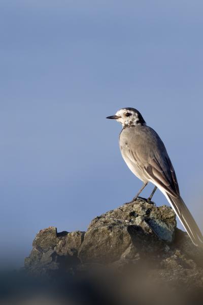 Ballerina Bianca - Black Sea - Bulgaria - Motacilla Alba - Wildlife