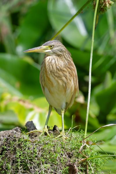 Ardeola Ralloides - Bulgaria - Sgarza Ciuffetto - Veleka - Wildlife