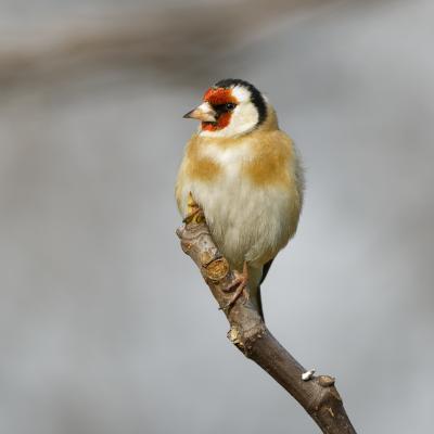 Cardellino - Carduelis carduelis - Italy - Piemonte - Wildlife