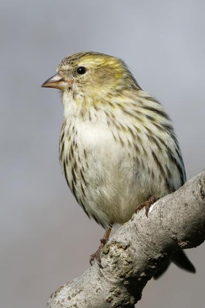 Italy - Lucherino - Piemonte - Siskin - Spinus spinus - Wildlife